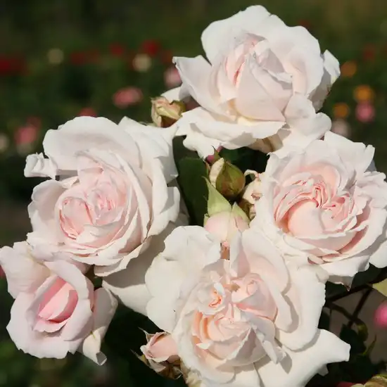 Trandafiri Floribunda - Trandafiri - Constanze Mozart® - 